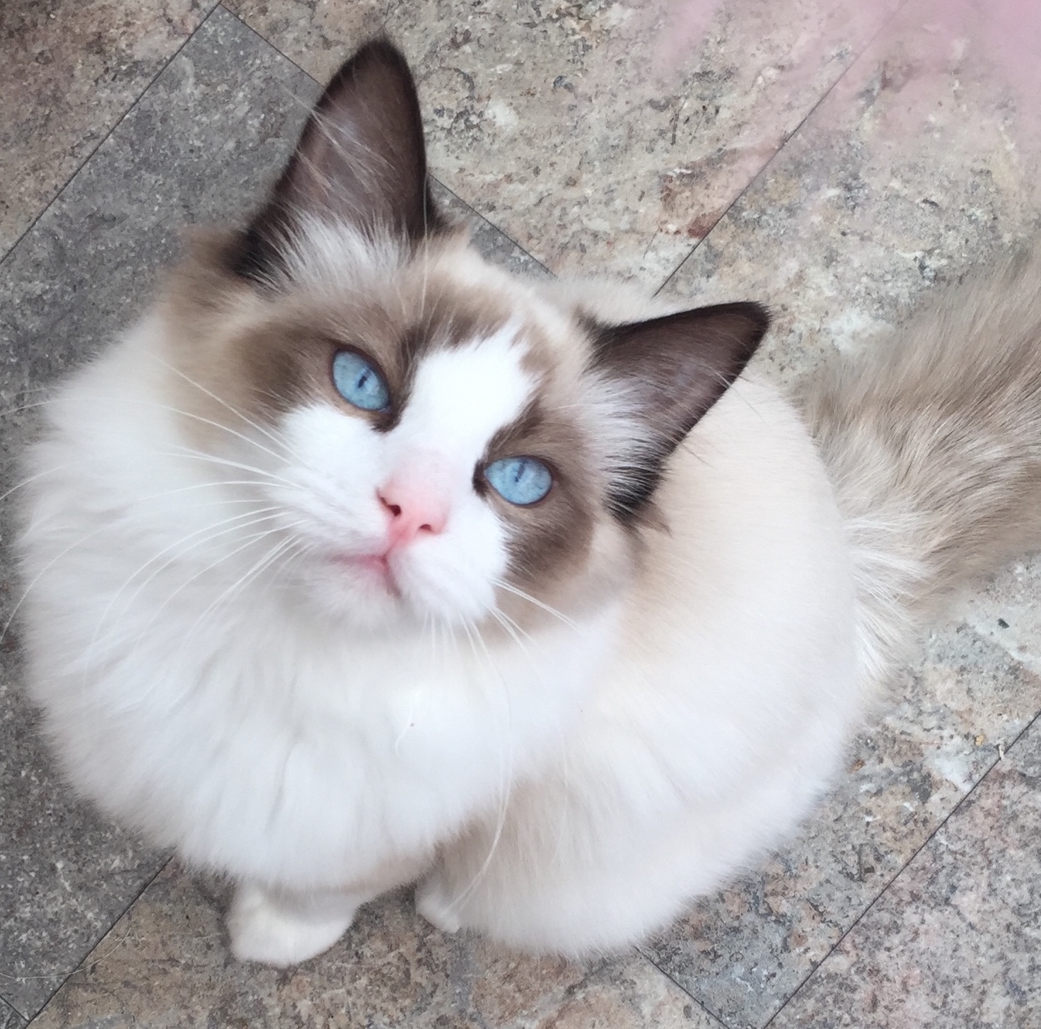 Snowpoms Ragdolls