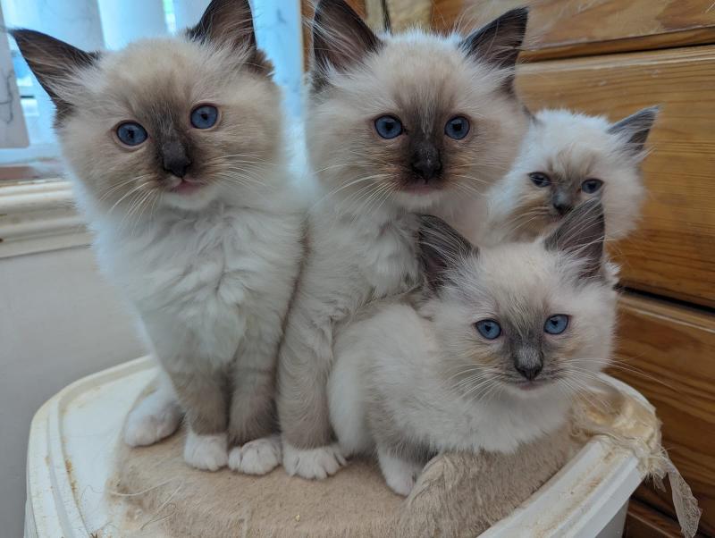 Rag dolls kittens for sale sale